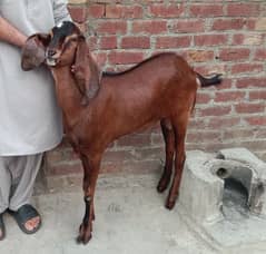 Bakra for sale age 12 month