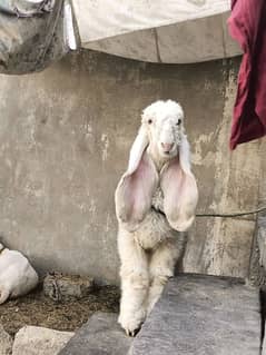kajla female