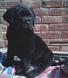 Labrador