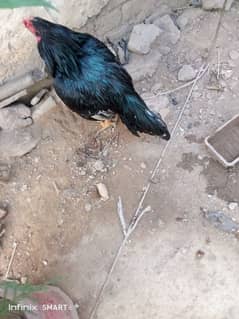 for
