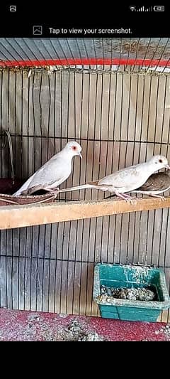 2pied