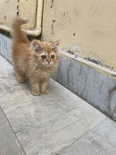 Persian