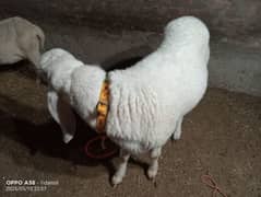 white Sheep for sale