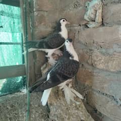 black sherazi chicks pair