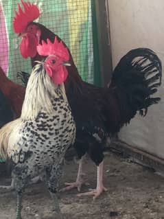 Desi murghay for sale ghar ky palay hwy hain
