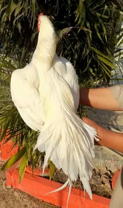 Heera Aseel murgha | Paper white Aseel murgha