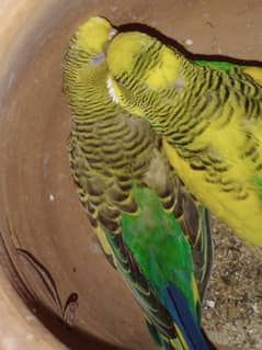 budgies breeder pairs