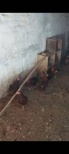 the golden misri hen
