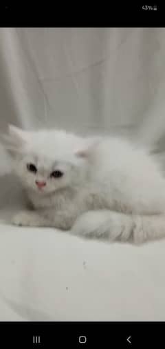 persian cat