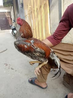 8000 sleta patha ha white noke nali ha