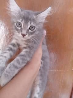 Persian