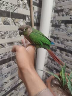 Green chick conure