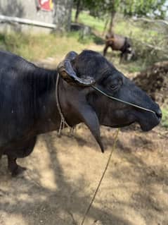 Buffalo