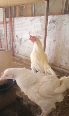 Heera Aseel Pair for sale in Rawalpindi