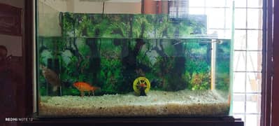 Complete Aquarium for Sale – Rs. 6000