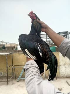 Aseel