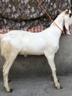 Khassi Donda Bakra