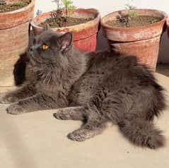 Female Persian Cat (British Long hair)