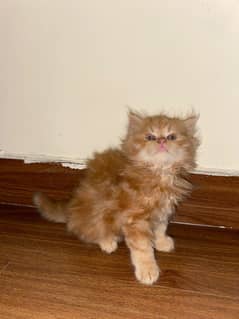 Persian kitten for sale Triple coat punch face