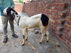 2 dant qurbani wala bakra