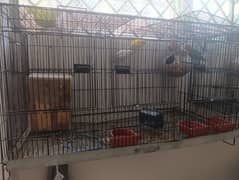 love birds and king yellow bagari