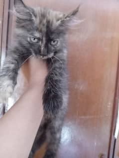 kitten baby