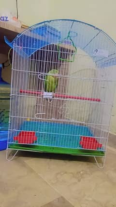 Parrot
