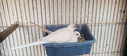 RED PIEDE DOVES PAIRS