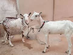Barbari Pink Nose Khassi 2 Dant