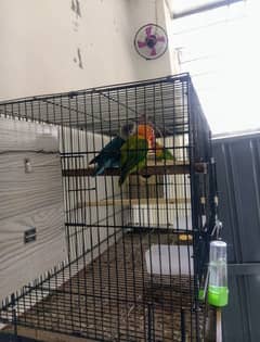 lovebirds Green uving opline