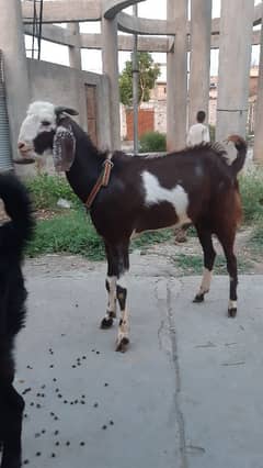2 Dant Bakra for sale