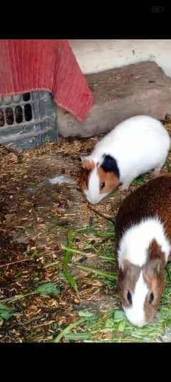 Guinea pig Pair & kids