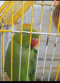 green parrot for sale