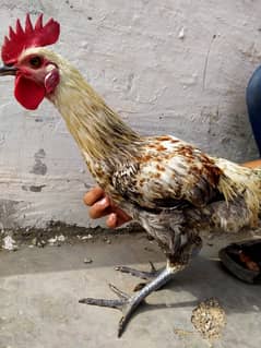 *DESI MURGA*