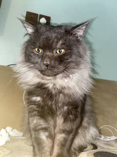 Sale cat