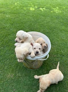 Lab