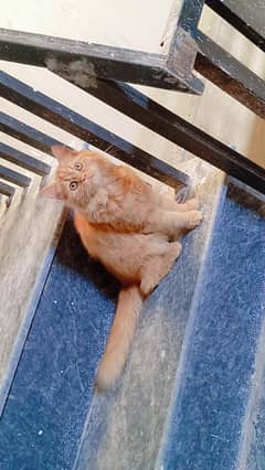 Brown Persian (Sheru)Male Age 4months