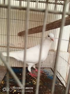 two male pigeon