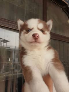 Husky