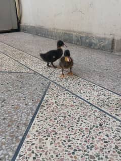 Duck kids