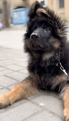 German