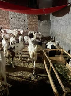 Bakra for sale