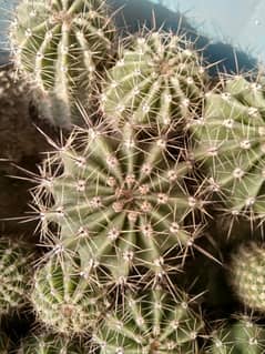 cactus