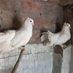 laka pigeons