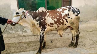 2025 QURBANI ANIMALS BULLS/WACHYE