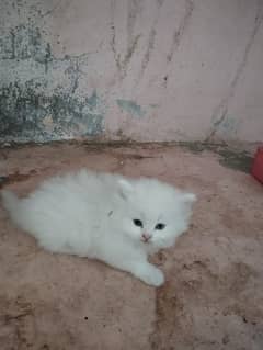 selling cats