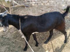 Bakra for Eid