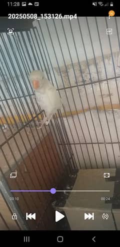Australian parrot king size exchange possible