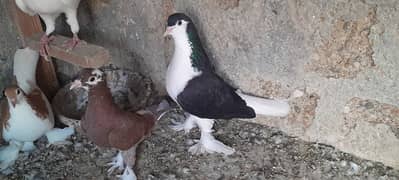 sherazi. mukhi. nd other pigeon for sale