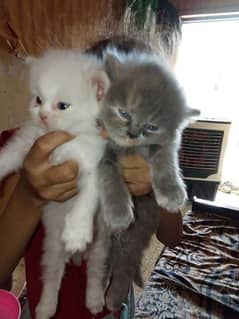 kittens